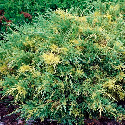 Саджанці Ялівцю середнього Блу Голд енд (Juniperus рfitzeriana Blue and Gold)