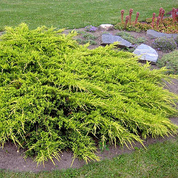 Саджанці Ялівцю середнього Голд Стар (Juniperus pfitzeriana Goldstar)