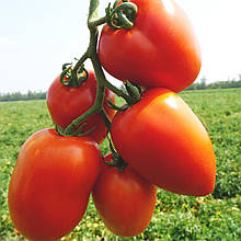 Діно F1 10 шт насіння томату Clause Франція