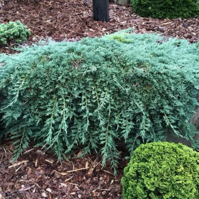 Саджанці Ялівцю горизонтального Айс Блю (Juniperus horizontalis Icee Blue), фото 1