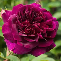 Троянда Darcey Bussell (Дарсі Бассел) саджанці