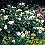 Троянда Winchester Cathedral (Вінчестер Кафедрал), фото 6