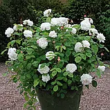 Троянда Winchester Cathedral (Вінчестер Кафедрал), фото 5