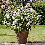 Троянда Winchester Cathedral (Вінчестер Кафедрал), фото 4