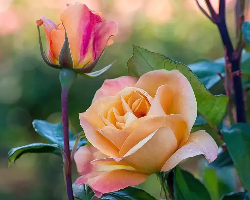 Қыз алғаш рет минет порносын береді