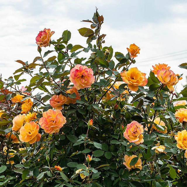 Үлкен кеуделер және декорациялар