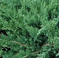 Саджанці ялівцю даурского Ленінград (Juniperus davurica Leningrad )