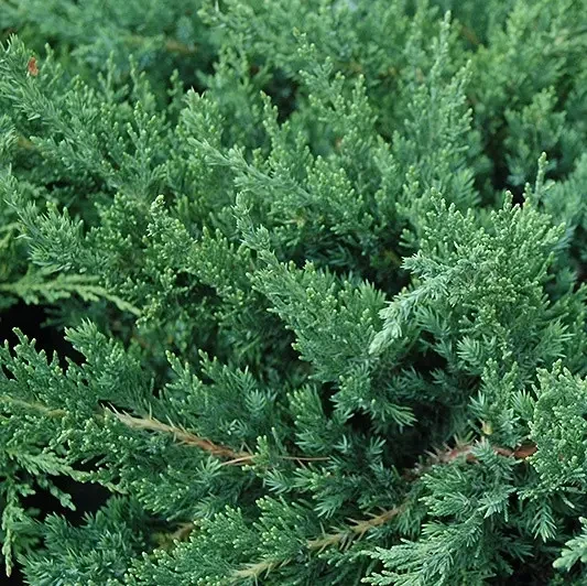 Саджанці ялівцю даурского Ленінград (Juniperus davurica Leningrad ) - фото 1 - id-p1317791256
