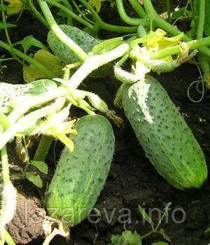 Насіння огірка Семкросс F1 0.5 грама, фото 1