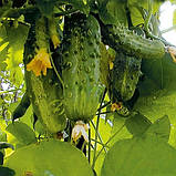 Насіння огірка Семкросс F1 0.5 грама, фото 3