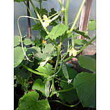 Насіння огірка Семкросс F1 0.5 грама, фото 2