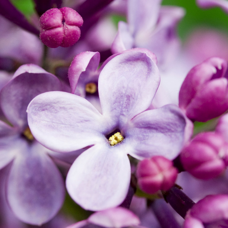 Аромат для свечи и мыла Французская сирень (CandleScience French Lilac) - фото 1 - id-p1942142224