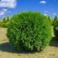 Саджанці Туї західної Глобоза Компакта (Thuja occidentalis Globosa Compacta)