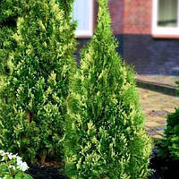 Саженцы Туи западной Смарагд Вариегата (Thuja occidentalis Smaragd Variegata)