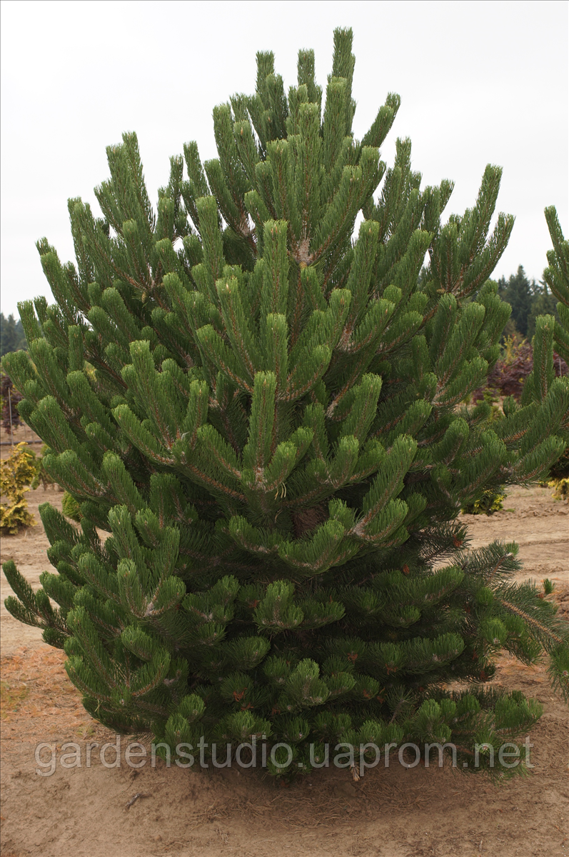 Сосна чорна Орегон Грін (Pinus nigra 'Oregon Green')