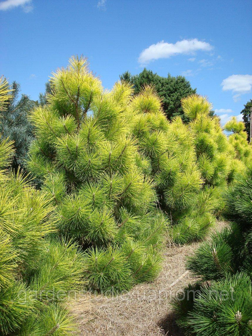 Сосна тунбергагон (Pinus thunbergii 'Ogon')