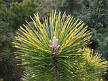 Сосна тунбергагон (Pinus thunbergii 'Ogon'), фото 2
