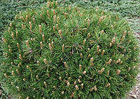 Сосна крючковатая Грюн Вэлле (Pinus uncinata Grüne Welle)