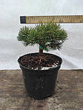 Сосна гачкова Грюн Велле (Pinus uncinata Grüne Welle), фото 2