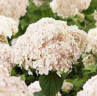 Гортензія деревовидна Кандібель Маршмеллоу / Hydrangea arborescens Candybelle `Marshmallow` P12, 2 роки