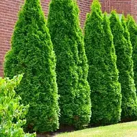 Саженцы туи западной Колумбия (Thuja occidentalis Columbia)