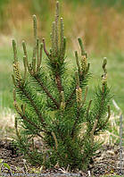 Сосна скручена Спанс Дварф (Pinus contorta 'Spaan's Dwarf')