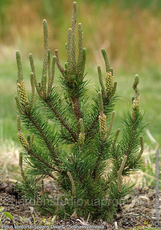 Сосна скрученная Спанс Дварф (Pinus contorta 'Spaan's Dwarf') - фото 1 - id-p1942556076