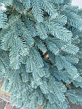 Лита ялинка Ковалівська 1.80 м. блакитна, фото 3