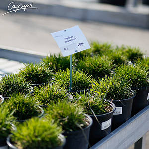 Щучник дернистий. Контейнер 1 л