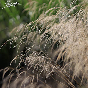 Щучник дернистий 'Bronzeschleier'. Контейнер 1 л