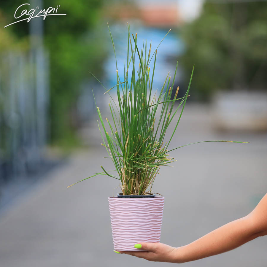 Щучник дернистий 'Goldschleier'. Контейнер 1 л, фото 1