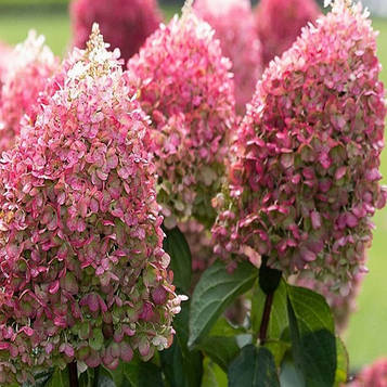 Гортензія метельчата Росбері Пінк (Raspberry Pink 20) контейнер 0,5л