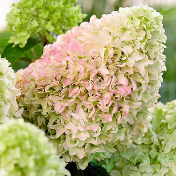 Гортензія хуртовина Літл Фрейз (Little Fraise 35) контейнер 0,5 л