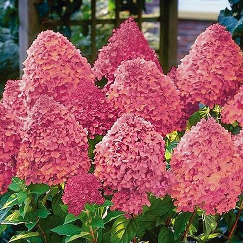 Гортензія хуртовина Меджикал Файєр (Magical Fire 25) контейнер 0,5 л