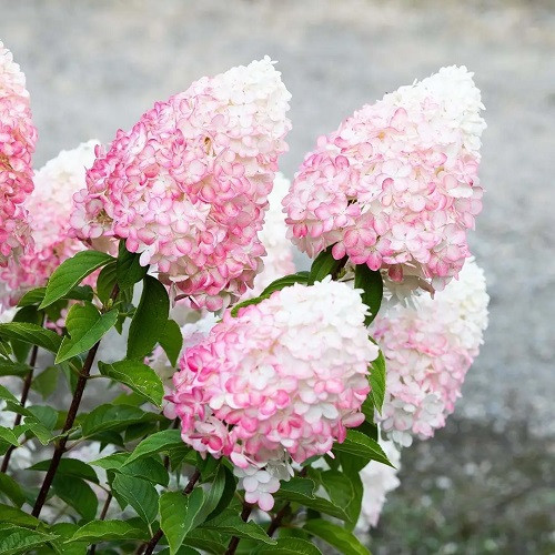 Гортензія хуртовина Пінк Роуз (Pink & Rose 18) контейнер 0,5 л, фото 1