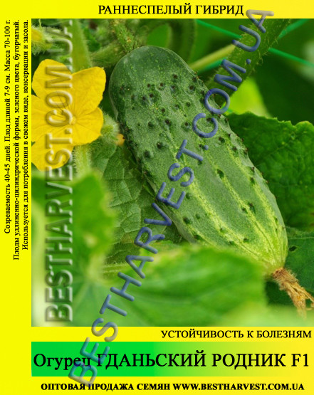 Насіння огірка "Гданське Джерело F1" 0,5 кг