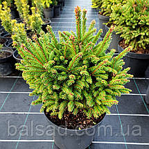 Ялина звичайна Олендорфі / d 40-50 / Picea abies Ohlendorffii, фото 3