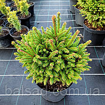 Ялина звичайна Олендорфі / d 40-50 / Picea abies Ohlendorffii, фото 4