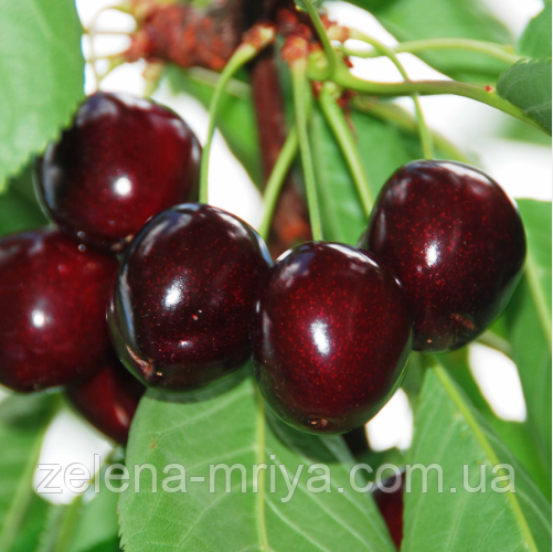 Черешня Регіна (пізній сорт), фото 1