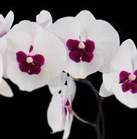 Орхідея Phal. Dtps. Fairy Wings, підліток 2,5, квітка 10 см