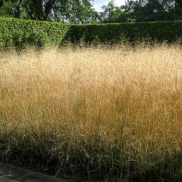 Щучник дернистий