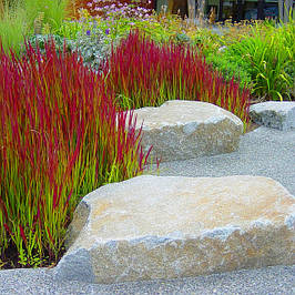 Імперата циліндрична