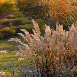 Війник (куничник)