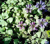 Яскравотка плямиста Beacon Silver, фото 2