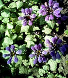 Яскравотка плямиста Beacon Silver, фото 3