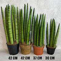 Домашнее растение Сансевиерия цилиндрическая (Sansevieria cylindrica) 42 см в горшке