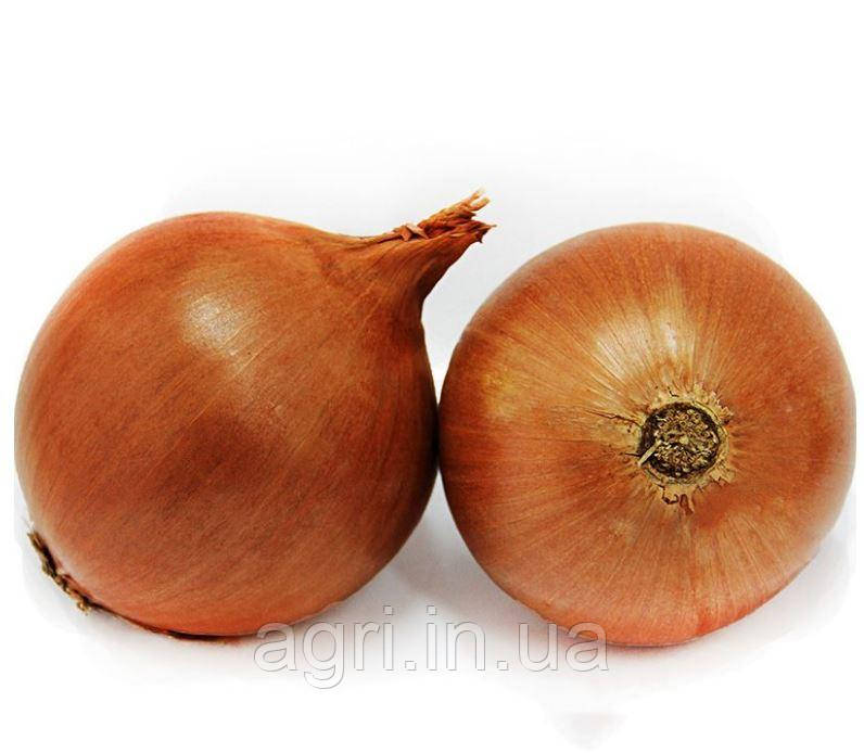 Цибуля-саджанка (сіянка, тиканка) «Шерман (Sherman) F1,  0,5кг. Голландія. Оригінал.