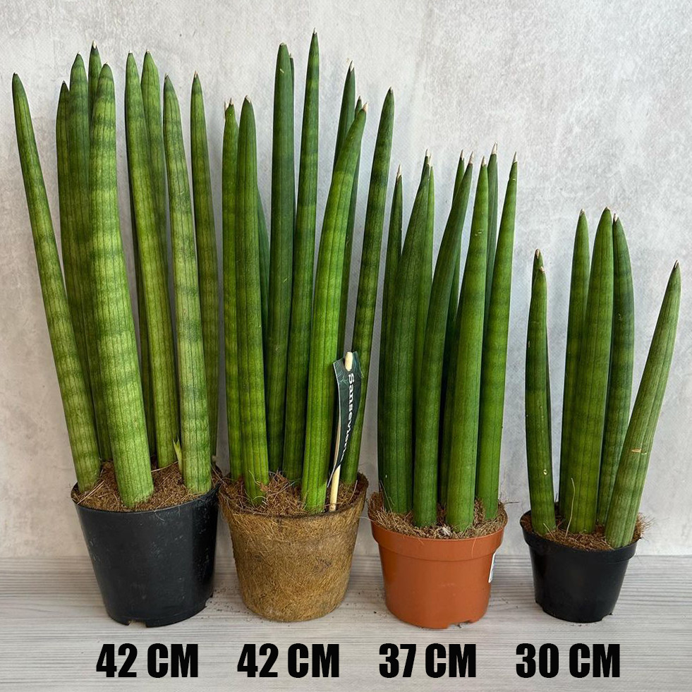 Домашнее растение Сансевиерия цилиндрическая (Sansevieria cylindrica) 37 см в горшке - фото 1 - id-p1944075872