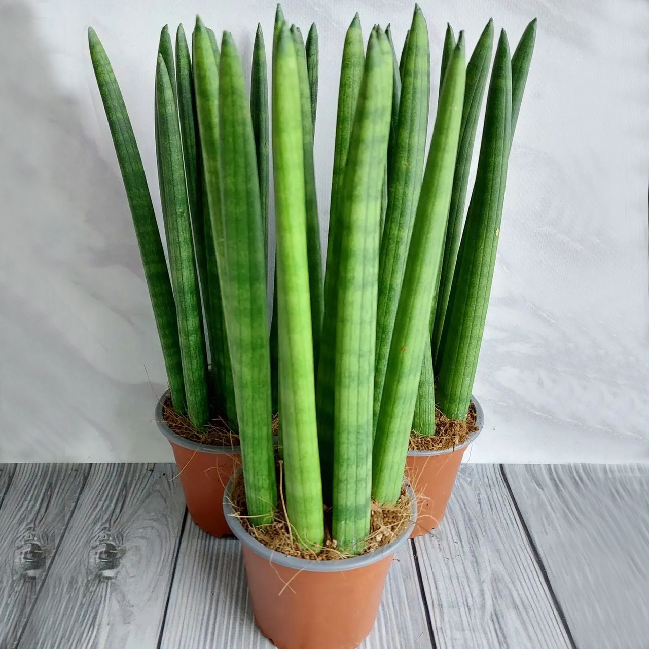 Домашнее растение Сансевиерия цилиндрическая (Sansevieria cylindrica) 37 см в горшке - фото 2 - id-p1944075872