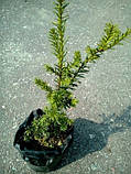 Тис Stricta Viridis  до 50см, фото 4